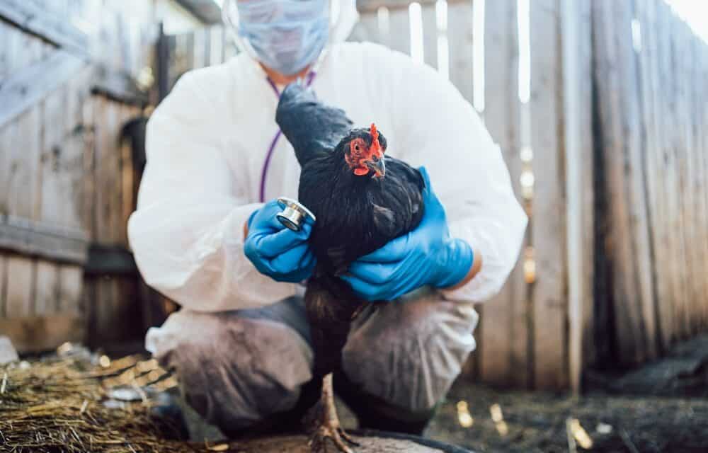 Bird Flu cases have now been detected on Maryland’s Eastern Shore