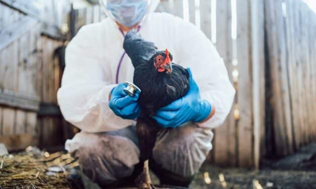 Bird Flu cases have now been detected on Maryland’s Eastern Shore