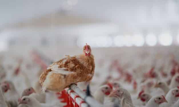 Bird flu has been detected at another commercial poultry flock in Georgia