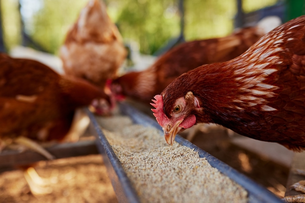 Canada is now reporting an outbreak of H5N5 bird flu on backyard farm