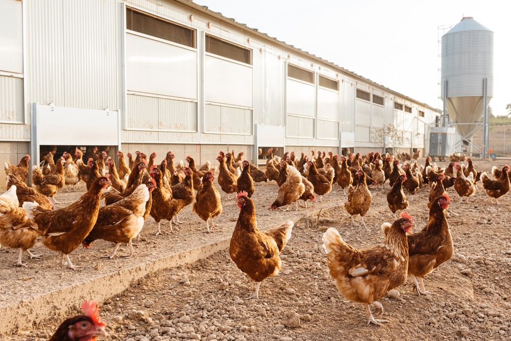 Bird flu outbreak continues to devastate poultry farms across the US