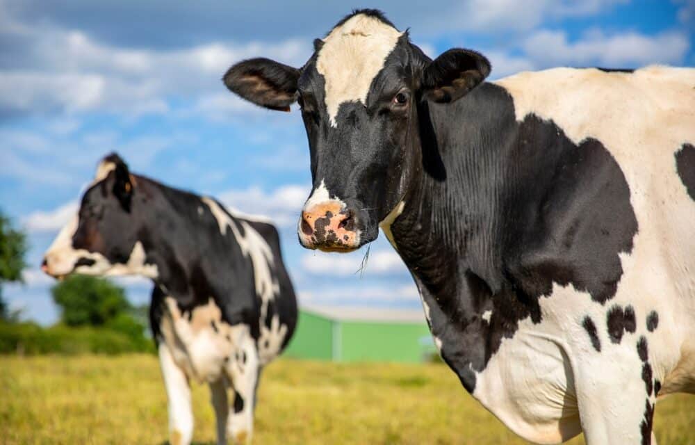 US dairy cows have been infected with second form of bird flu for the first time