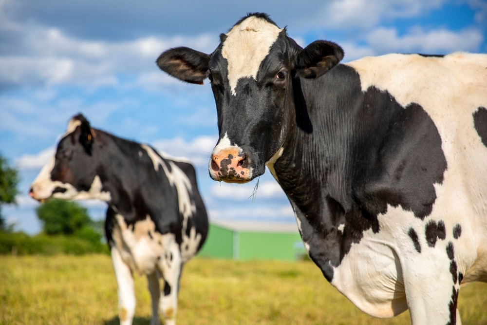 US dairy cows have been infected with second form of bird flu for the first time