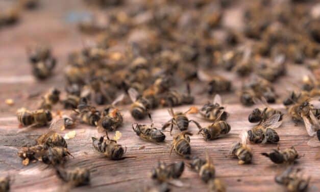 Millions of bees have died this year in what may be worst bee loss in recorded history