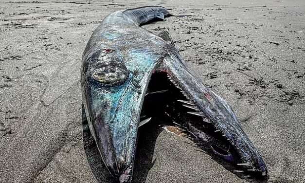 Rare longnose lancetfish washes ashore in Oregon