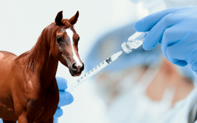 Scientists begin creating genetically engineered ‘super horses’ with altered DNA