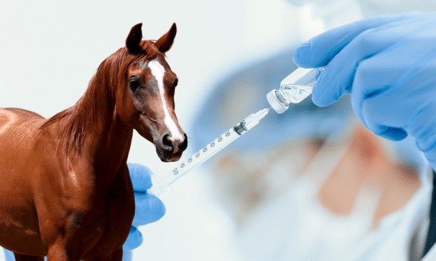 Scientists begin creating genetically engineered ‘super horses’ with altered DNA