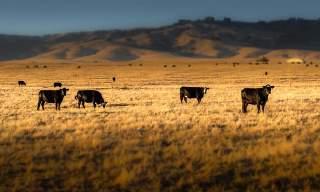 Nearly 200 cows mysteriously vanished from Colorado ranch