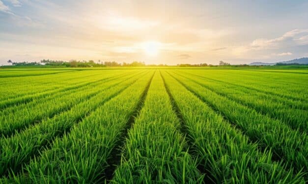 Officials sound alarm over major staple food that is becoming increasingly scarce