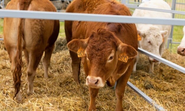 US Considers Restrictions on Mexican Livestock Imports Due to Screwworm Concerns