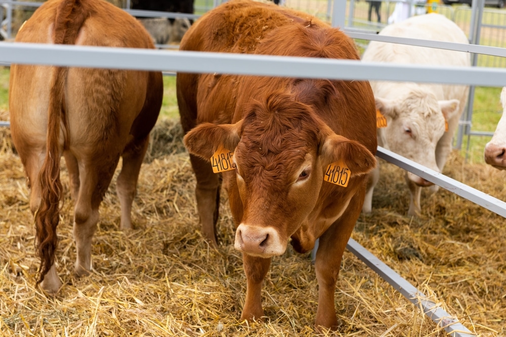 US Considers Restrictions on Mexican Livestock Imports Due to Screwworm Concerns
