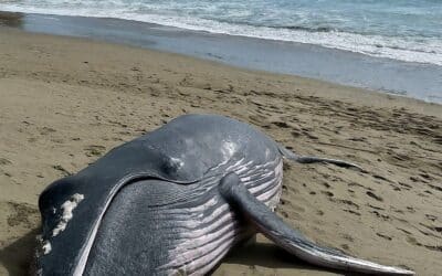 Another dead whale washes ashore in Southern California leaving experts concerned