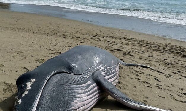 Another dead whale washes ashore in Southern California leaving experts concerned