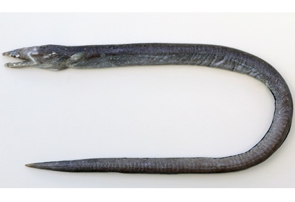 2-foot-long sea creature with ‘fang-like’ teeth discovered as a new species