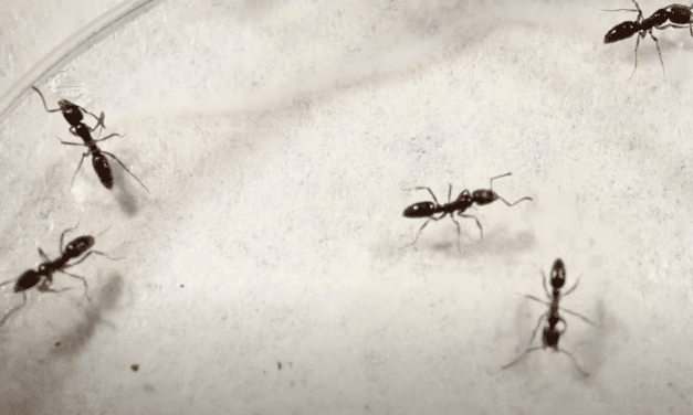 Venomous invasive pest triggering anaphylaxis warning in Southeast