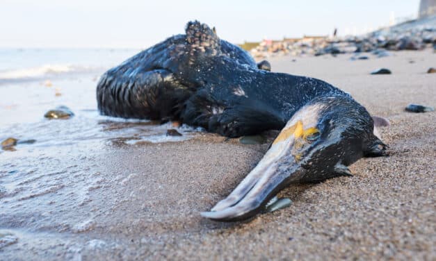 Bodies of animals seen everywhere as toxic algae bloom taking toll on Southern California’s marine life