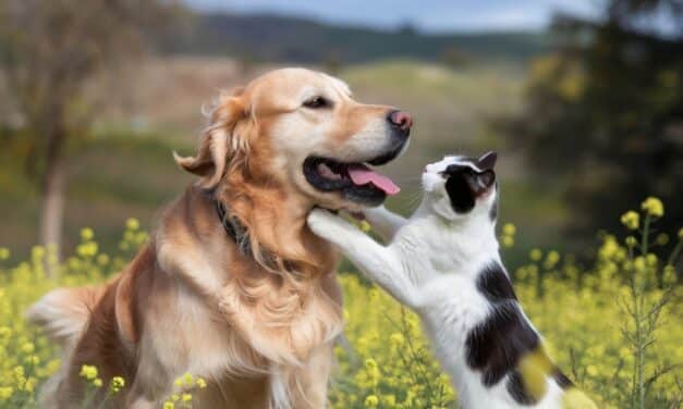Experts are hoping that AI will soon translate animal sounds into words