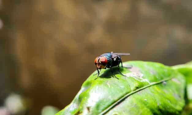 US shuts southern border to livestock imports to stop spread of deadly flies
