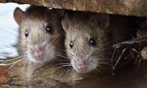 First mouse with two biological fathers has its own babies hoping to allow gay men to have children